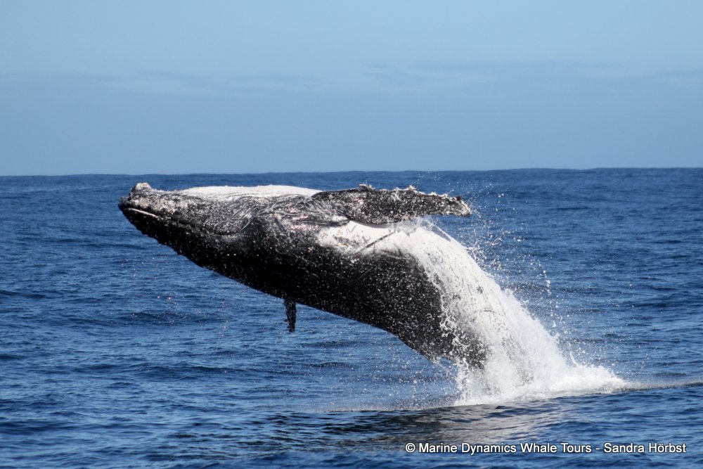 humpback whale, whale watching, gansbaai, south africa