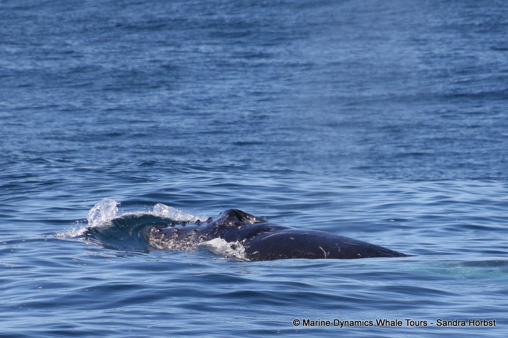 humpback whale, whale watching, gansbaai, south africa