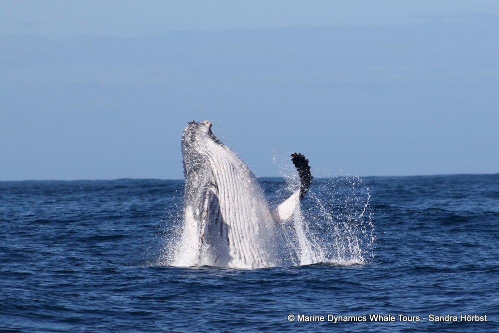 humpback whale, whale watching, gansbaai, south africa