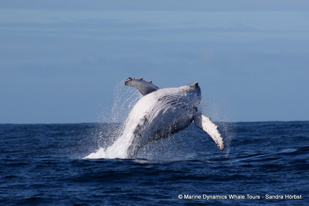 humpback whale, whale watching, gansbaai, south africa
