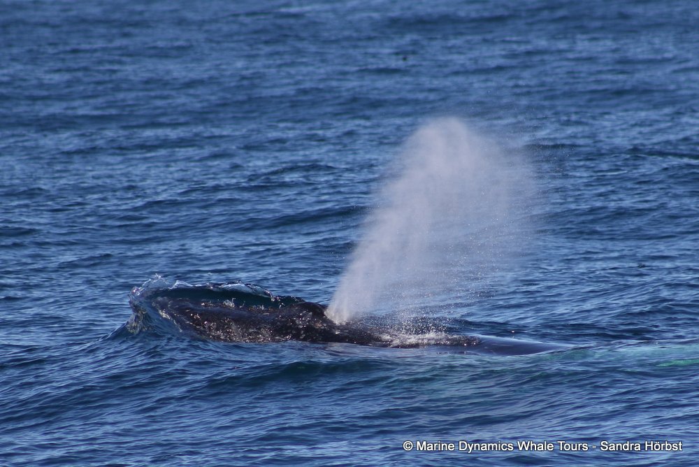 humpback whale, whale watching, gansbaai, south africa