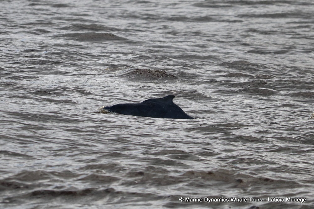 Humpback dolphin, whale watching, gansbaai, south africa,
