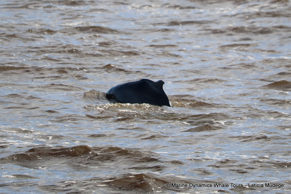 Humpback dolphin, whale watching, gansbaai, south africa,