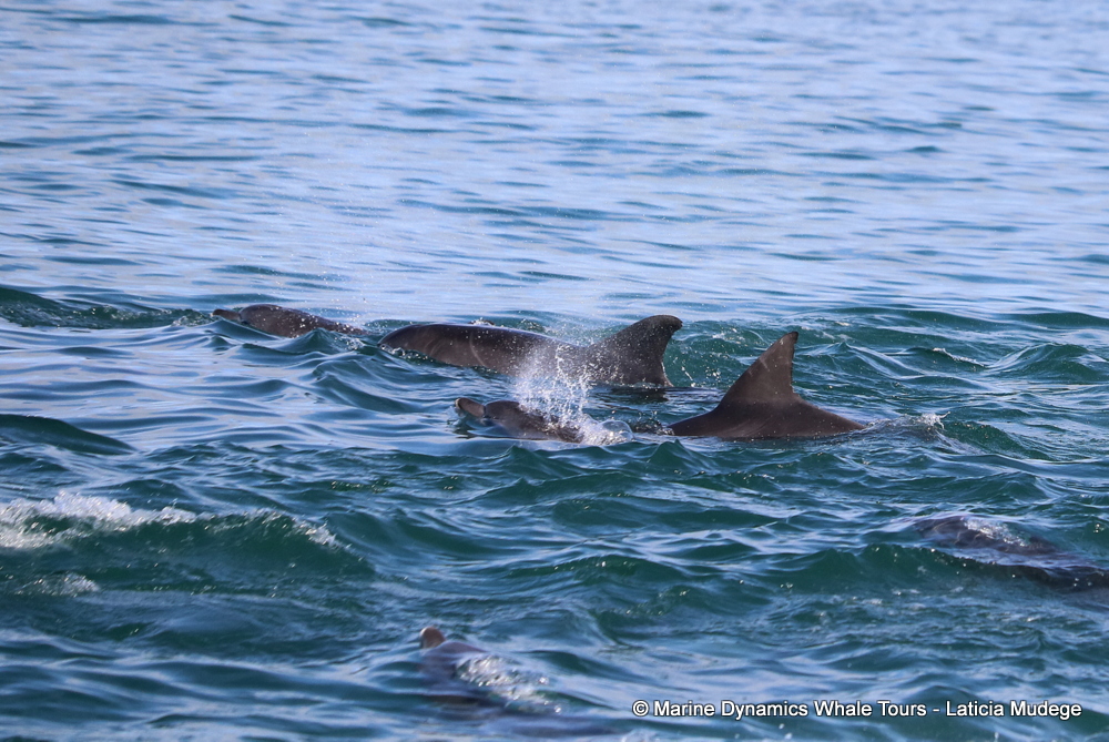 Bottlenose dolphin, whale watching, gansbaai, south africa,