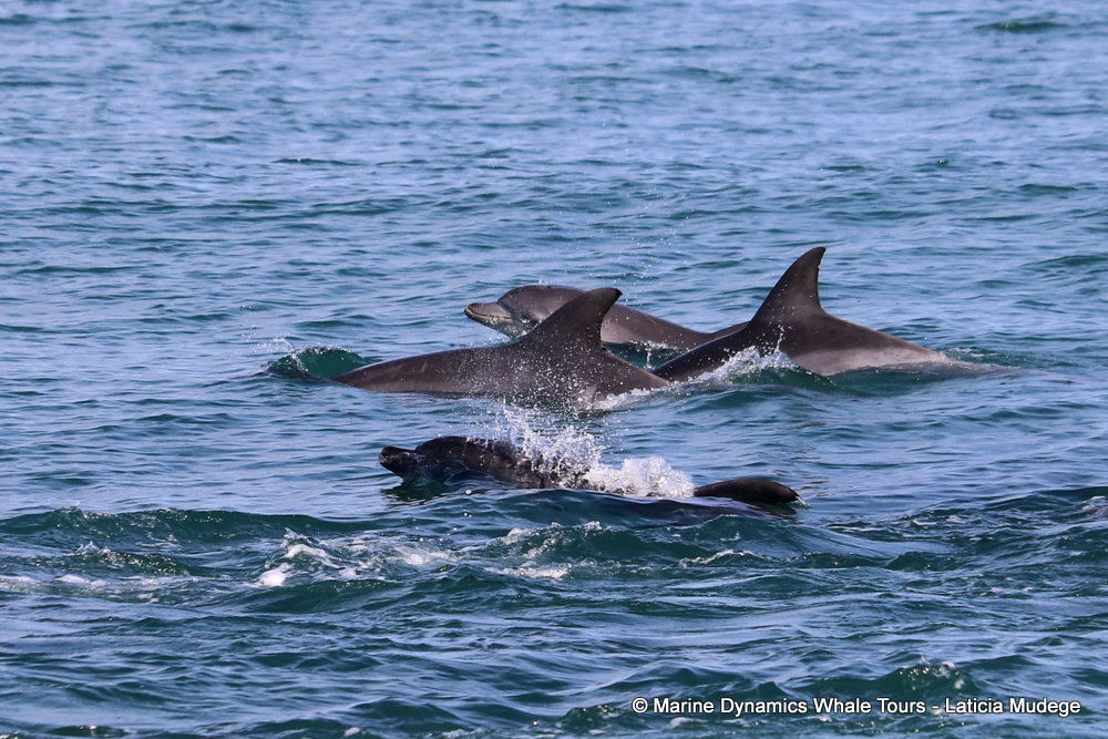 Bottlenose dolphin, whale watching, gansbaai, south africa,