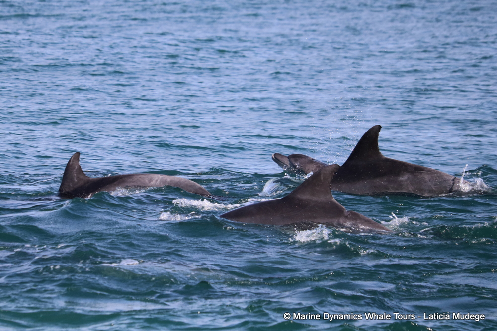 Bottlenose dolphin, whale watching, gansbaai, south africa,
