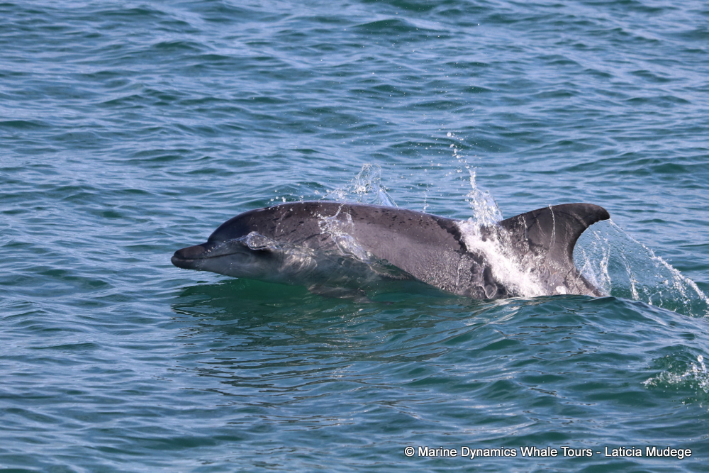 Bottlenose dolphin, whale watching, gansbaai, south africa,