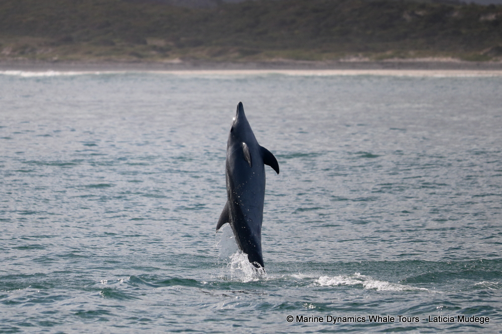 Bottlenose dolphin, whale watching, gansbaai, south africa,