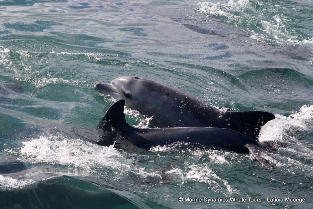 Bottlenose dolphin, whale watching, gansbaai, south africa,