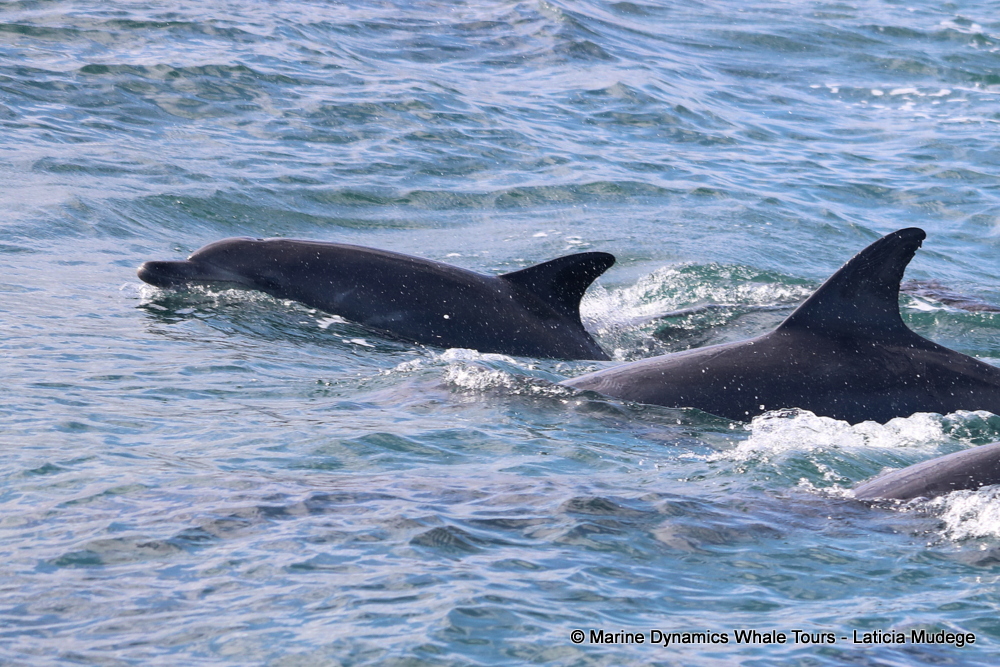 Bottlenose dolphin, whale watching, gansbaai, south africa,