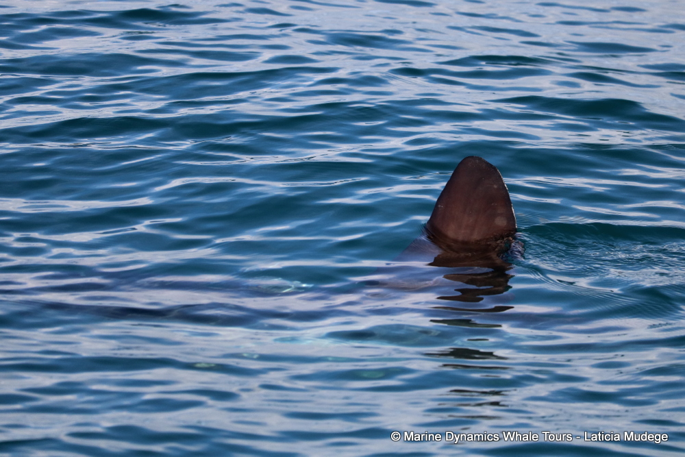 Sunfish, whale watching, gansbaai, south africa,