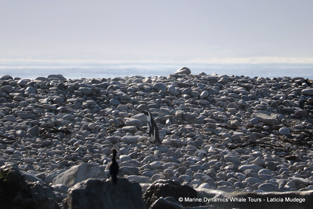 Africa Penguin ,whale watching, gansbaai, south africa,