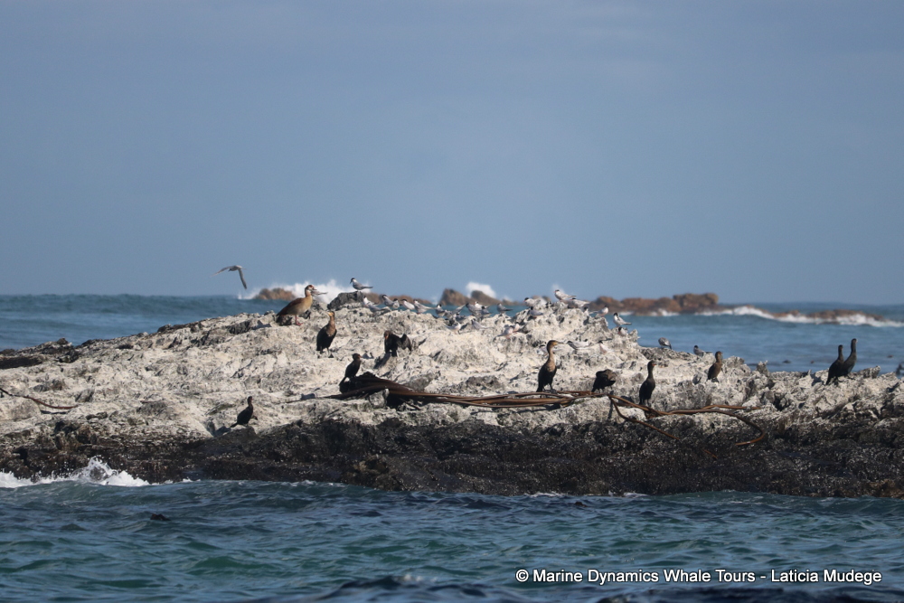 Dyer Island, whale watching, gansbaai, south africa,