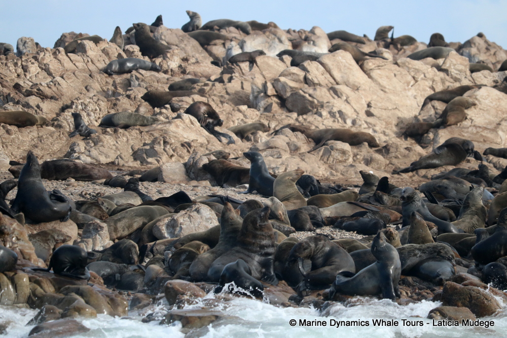 Cape fur seal, whale watching, gansbaai, south africa,