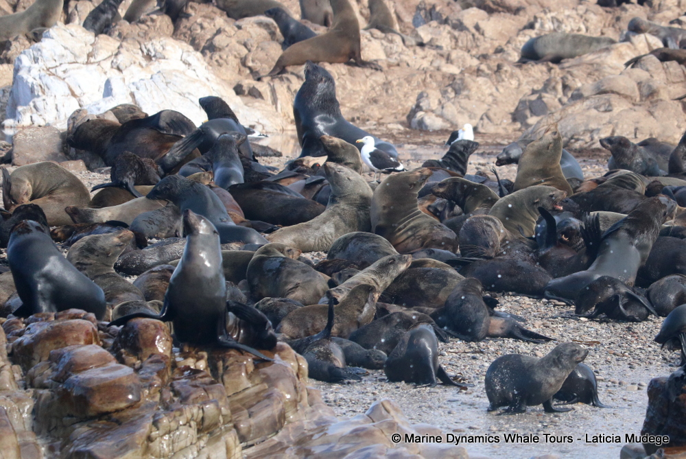 Cape fur seal, whale watching, gansbaai, south africa,