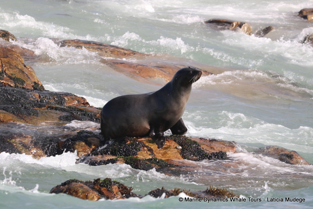 Cape fur seal, whale watching, gansbaai, south africa,