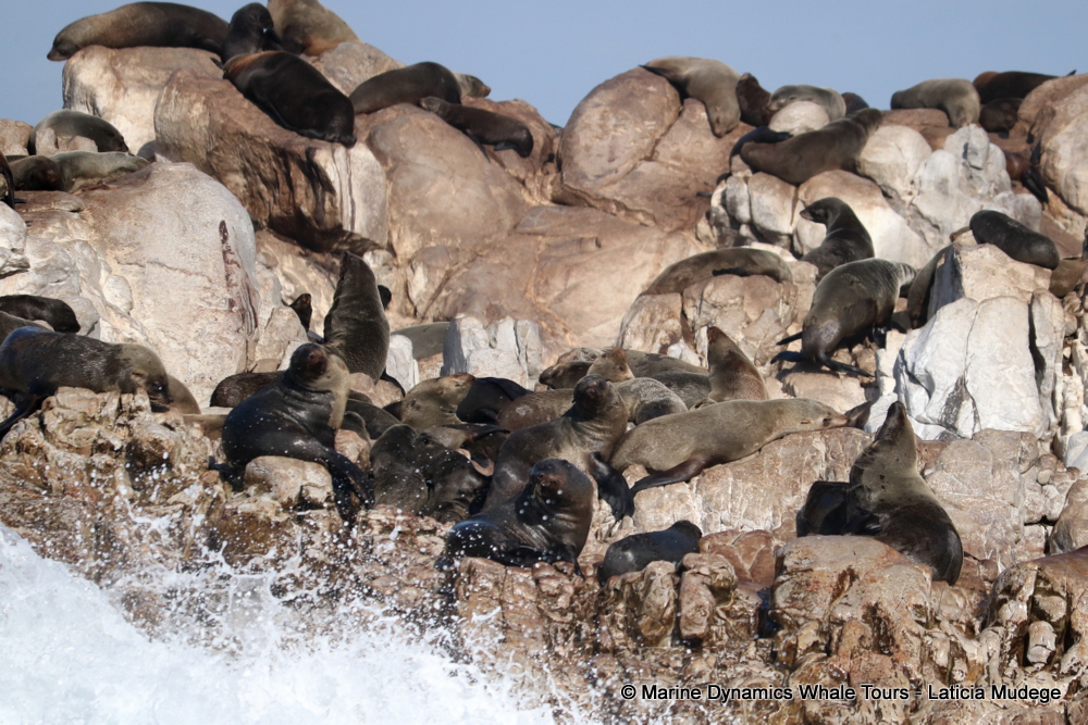 Cape fur seal, whale watching, gansbaai, south africa,