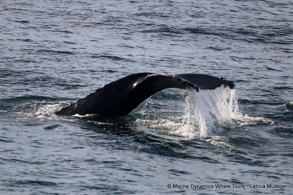 Humpback whale, whale watching, gansbaai, south africa,