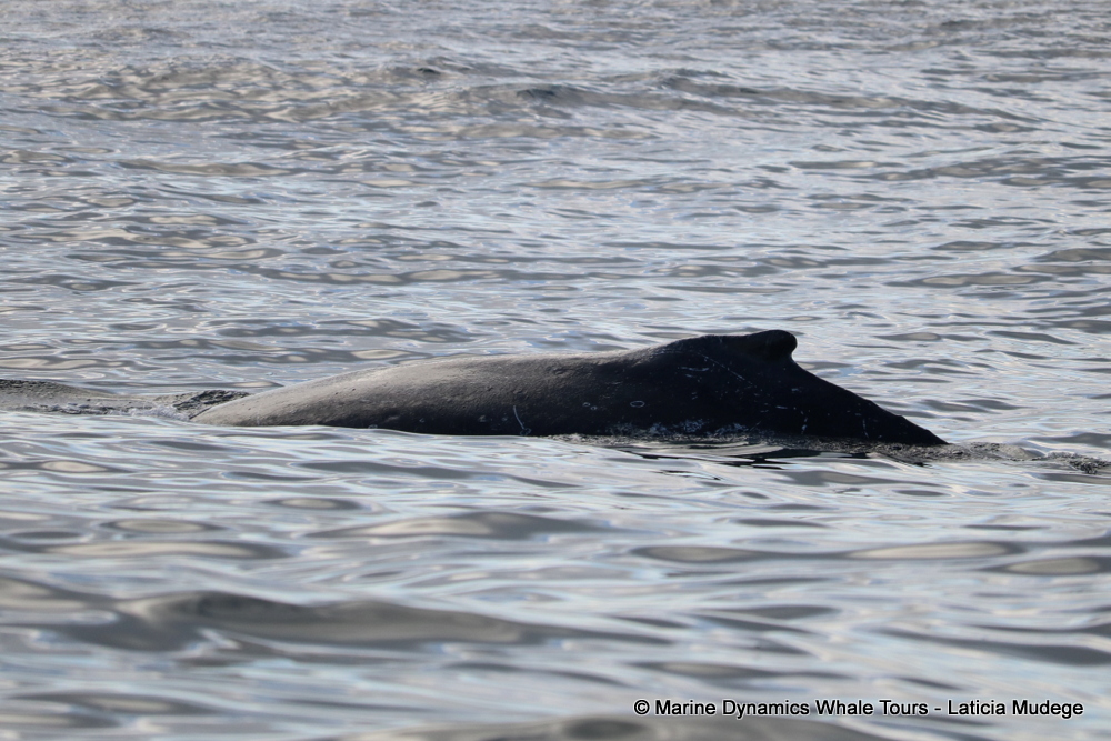 Humpback whale, whale watching, gansbaai, south africa,