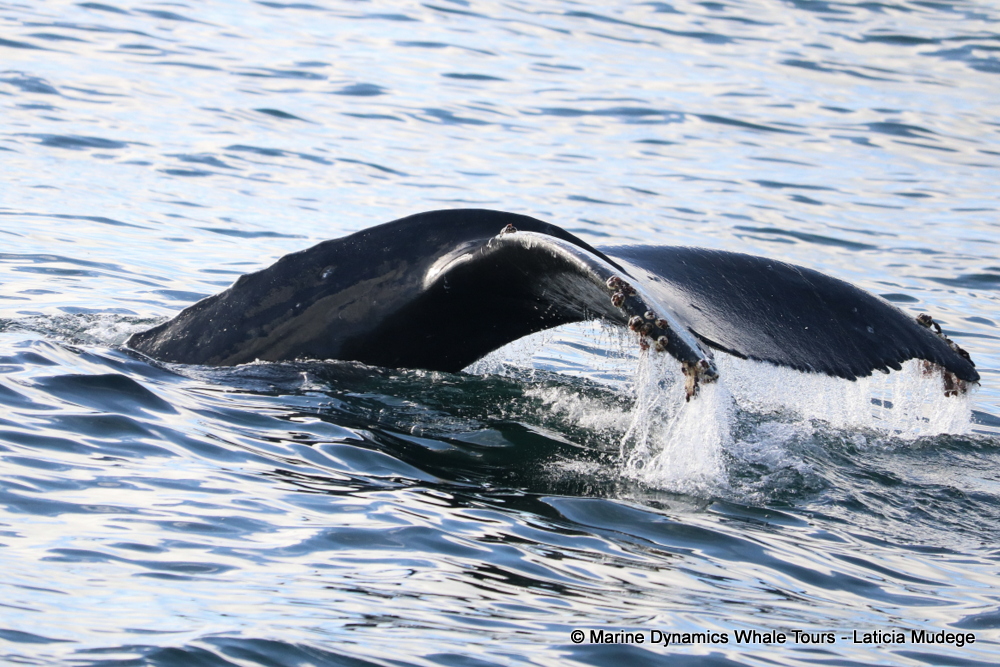 Humpback whale, whale watching, gansbaai, south africa,