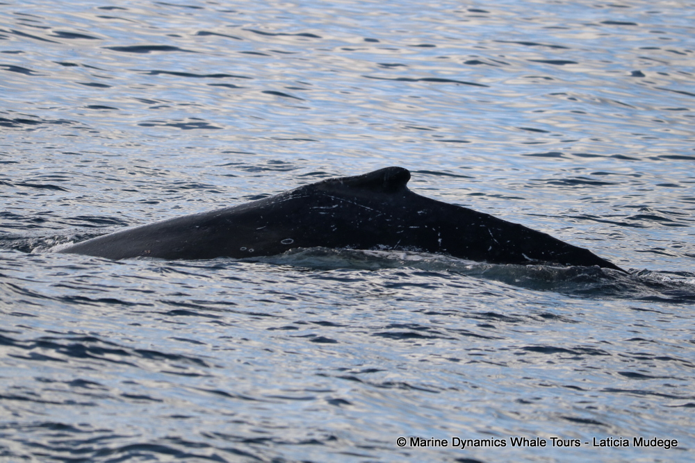 Humpback whale, whale watching, gansbaai, south africa,