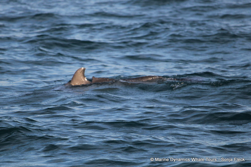 Indian Ocean humpback dolphin, whale watching, gansbaai, south africa,