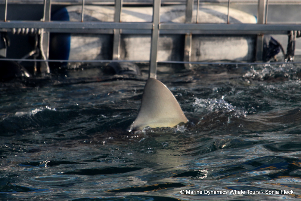bronze whaler shark, whale watching, gansbaai, south africa,