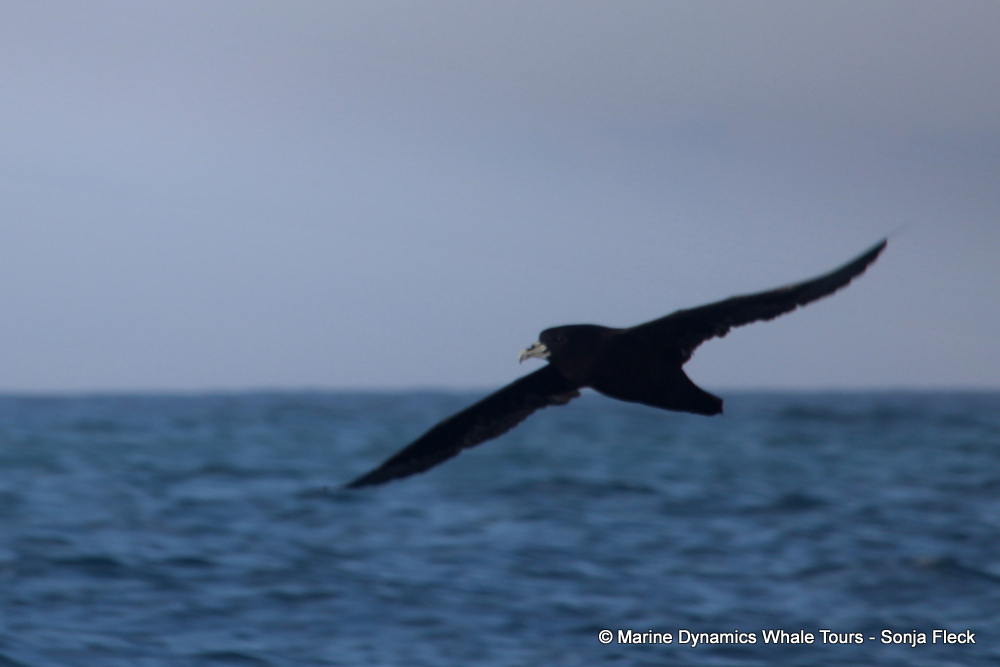 White-chinned Petrel, whale watching, gansbaai, south africa,