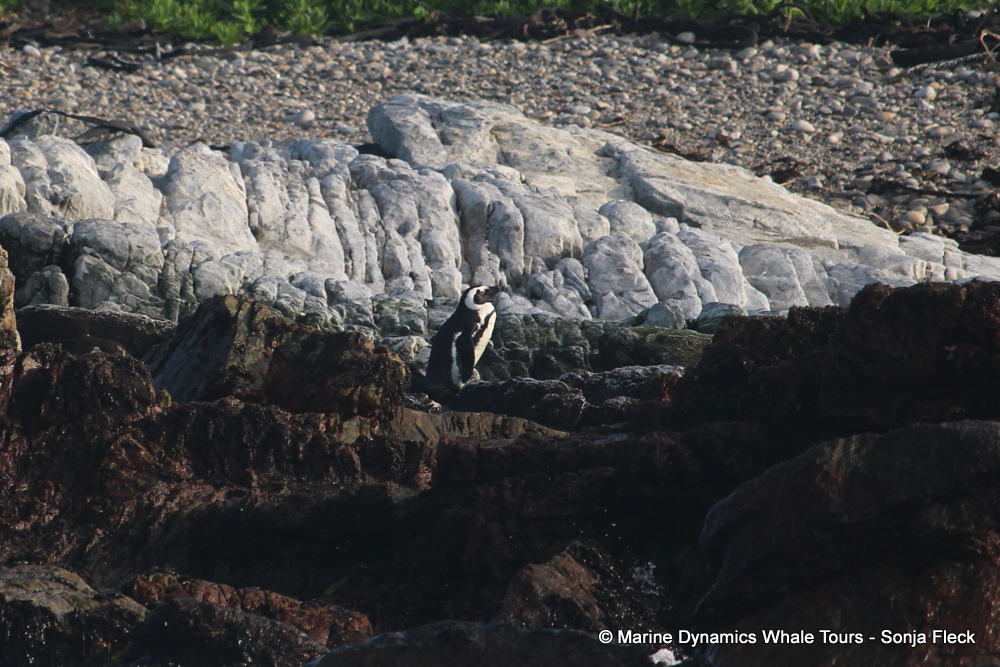Africa Penguin ,whale watching, gansbaai, south africa,
