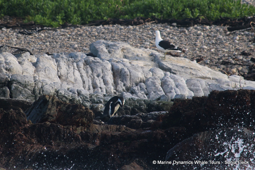Africa Penguin ,whale watching, gansbaai, south africa,