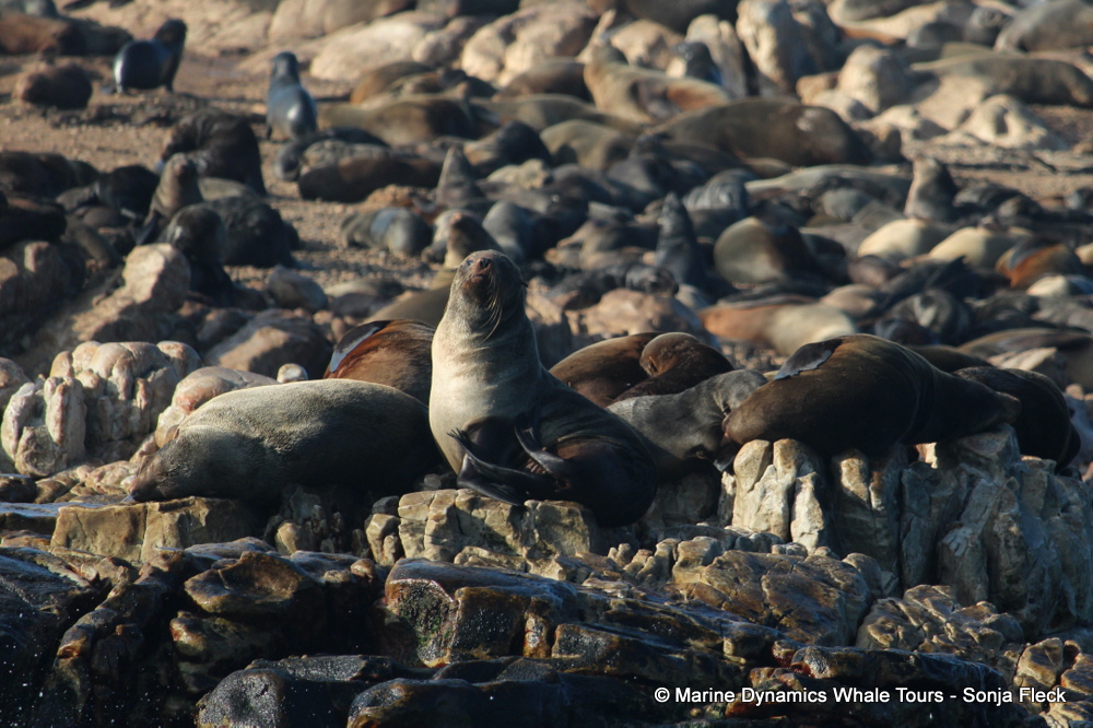 Cape fur seal, whale watching, gansbaai, south africa,