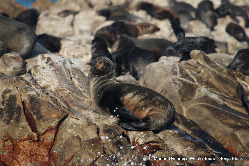 Cape fur seal, whale watching, gansbaai, south africa,