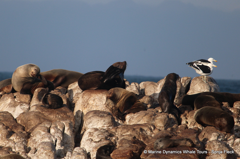 Cape fur seal, whale watching, gansbaai, south africa,
