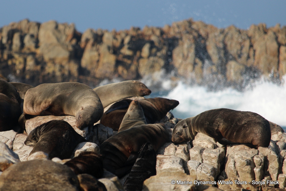 Cape fur seal, whale watching, gansbaai, south africa,