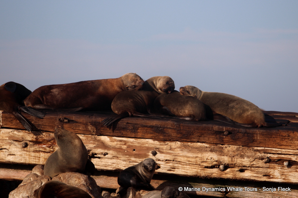 Cape fur seal, whale watching, gansbaai, south africa,