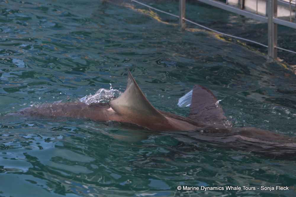 bronze whaler shark, whale watching, gansbaai, south africa,