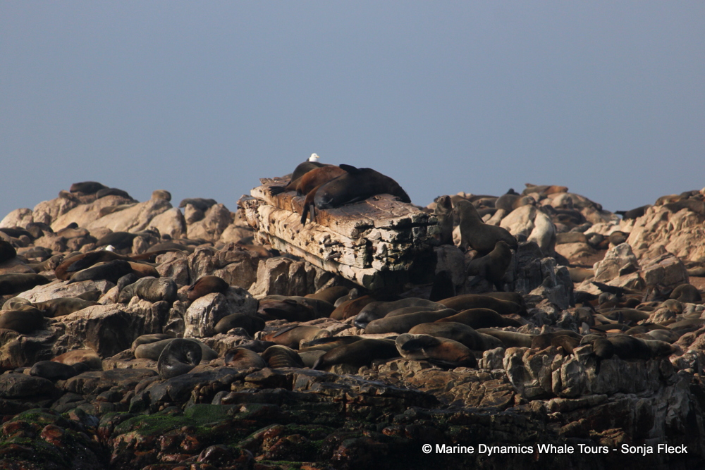 Cape fur seal, whale watching, gansbaai, south africa,