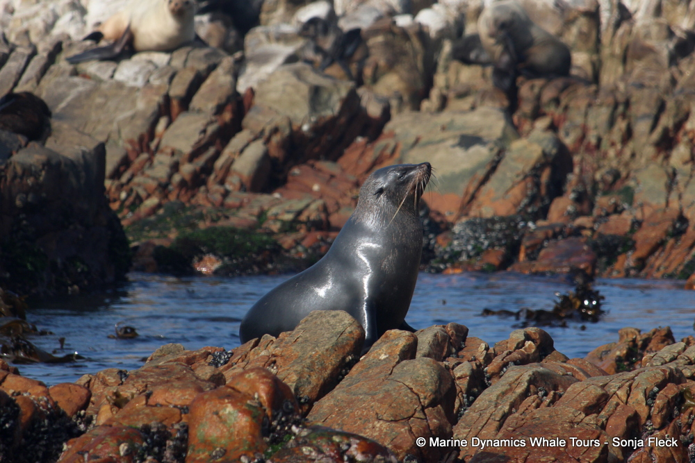 Cape fur seal, whale watching, gansbaai, south africa,