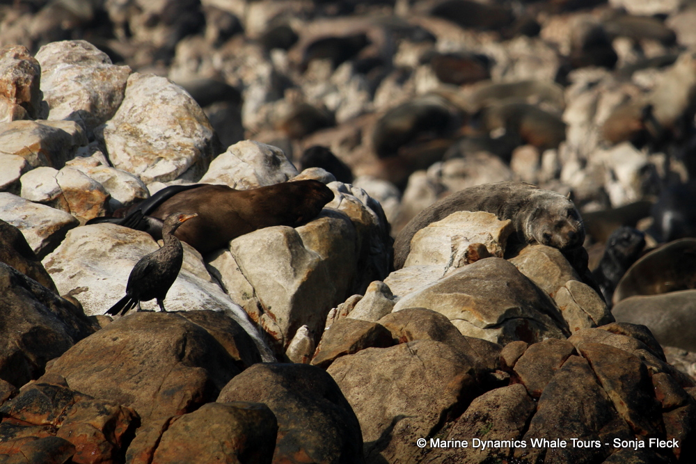 Cape fur seal, whale watching, gansbaai, south africa,