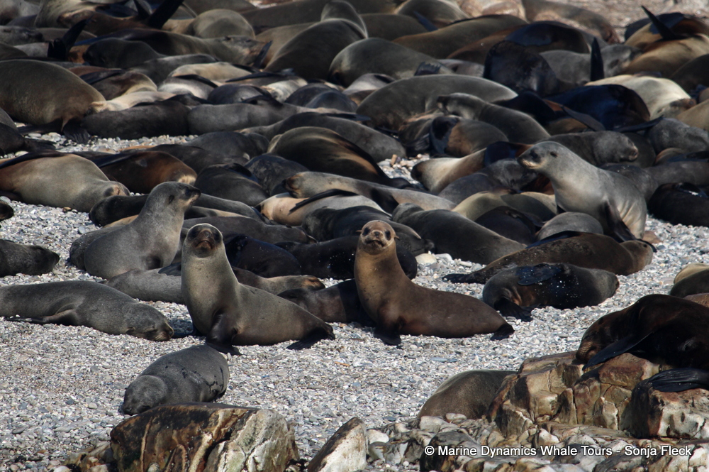 Cape fur seal, whale watching, gansbaai, south africa,