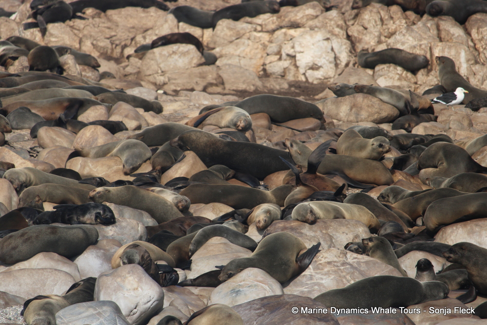 Cape fur seal, whale watching, gansbaai, south africa,