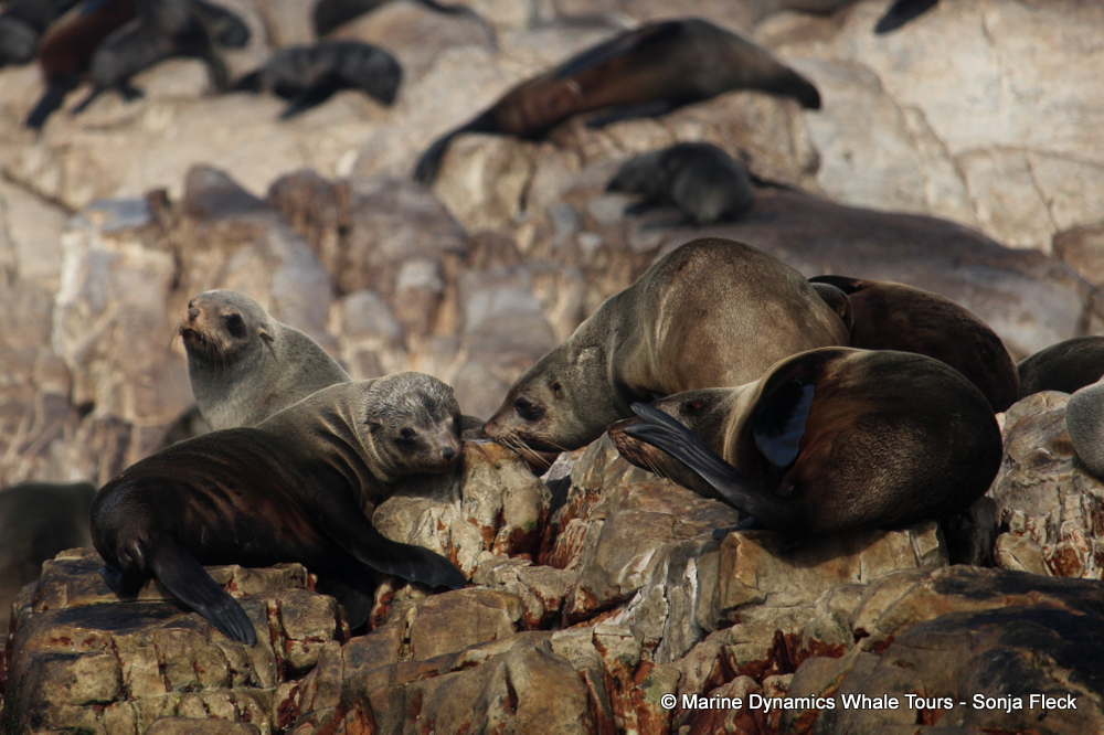 Cape fur seal, whale watching, gansbaai, south africa,