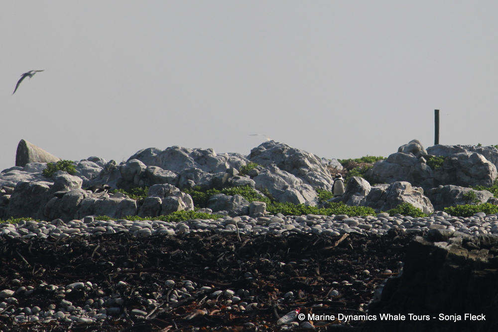 Africa Penguin ,whale watching, gansbaai, south africa,
