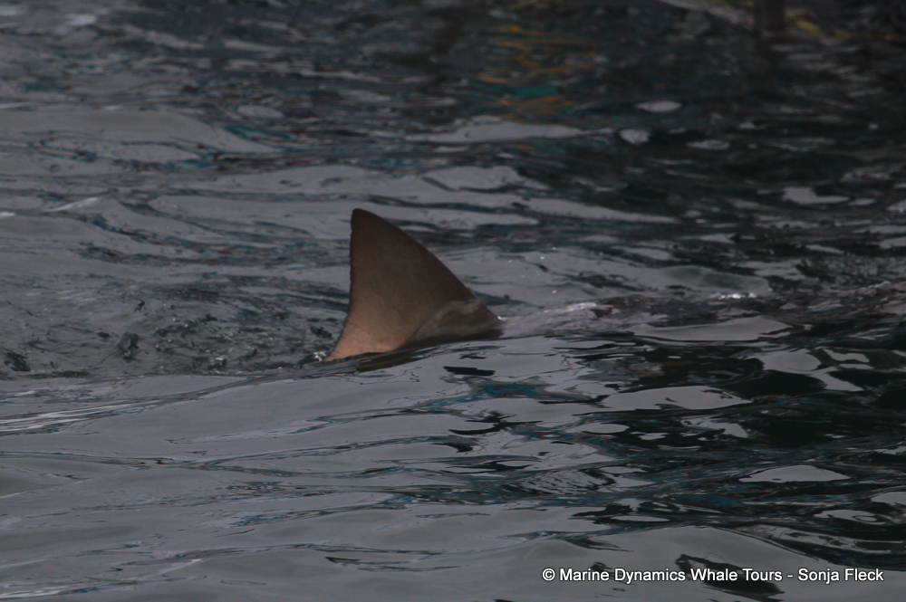bronze whaler shark, whale watching, gansbaai, south africa,