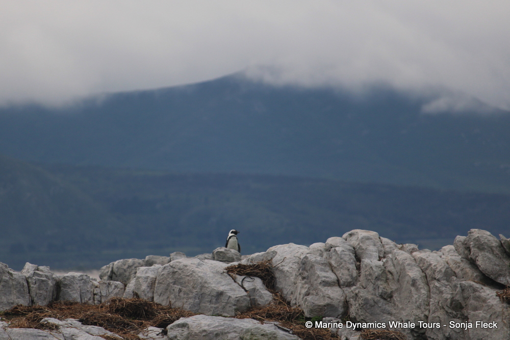Africa Penguin ,whale watching, gansbaai, south africa,