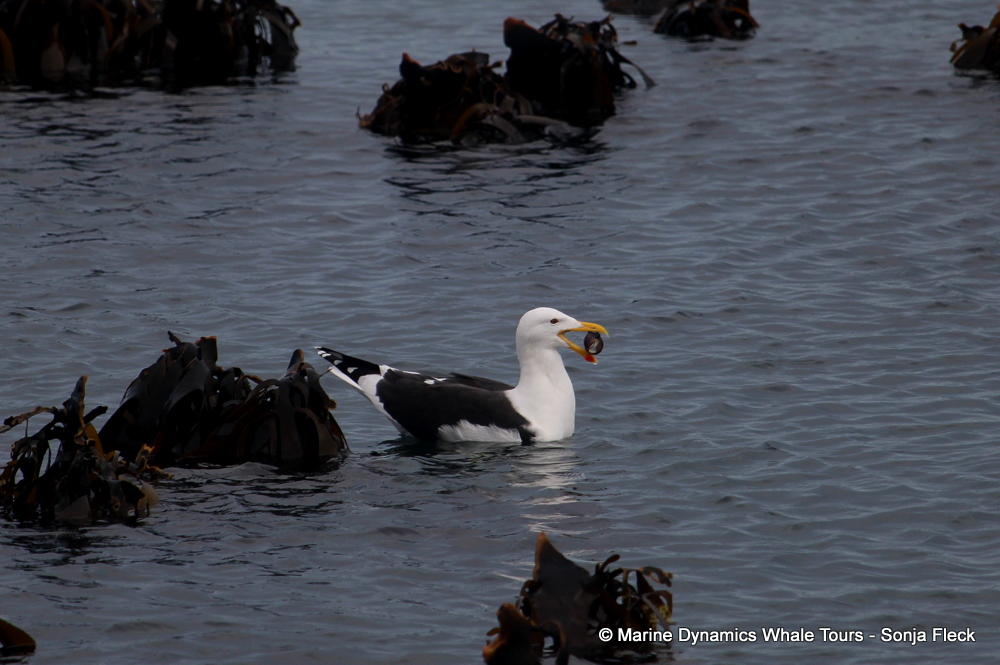 Kelp Gull, whale watching, gansbaai, south africa,