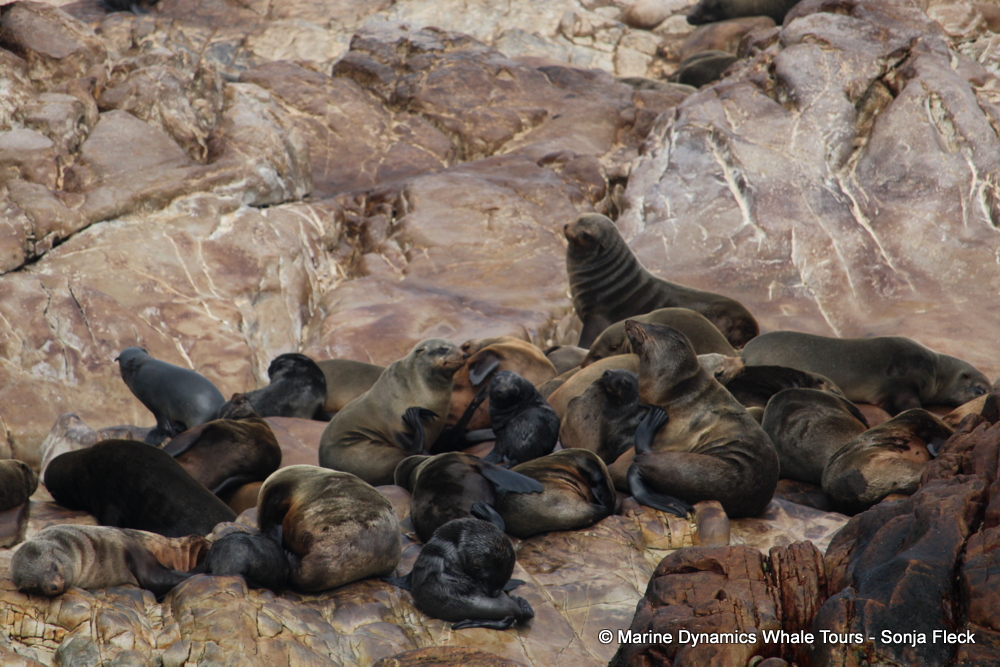 Cape fur seal, whale watching, gansbaai, south africa,