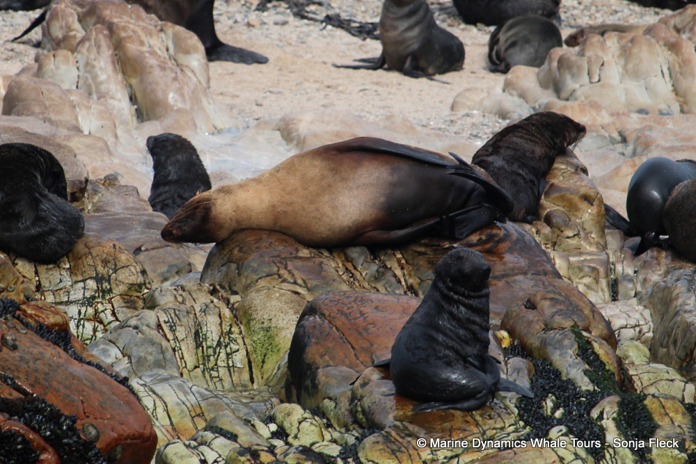 Cape fur seal, whale watching, gansbaai, south africa,