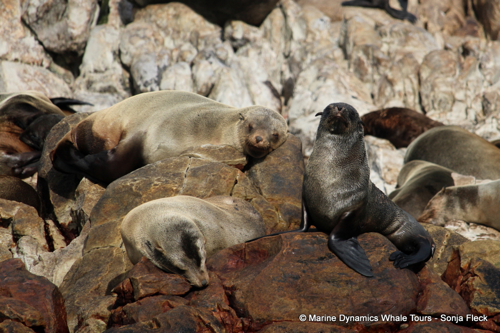 Cape fur seal, whale watching, gansbaai, south africa,