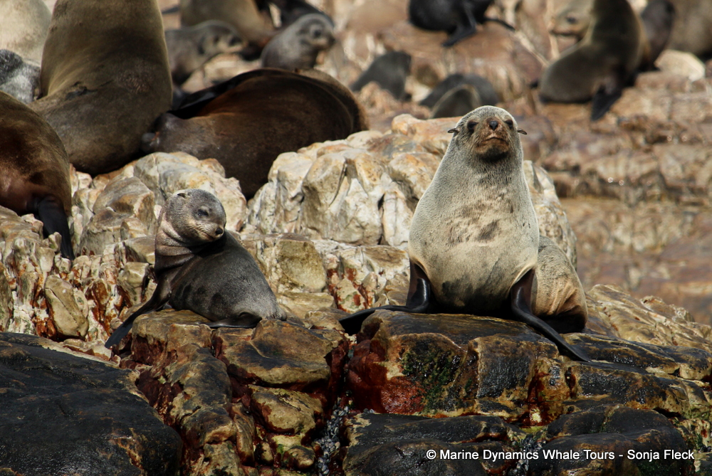Cape fur seal, whale watching, gansbaai, south africa,
